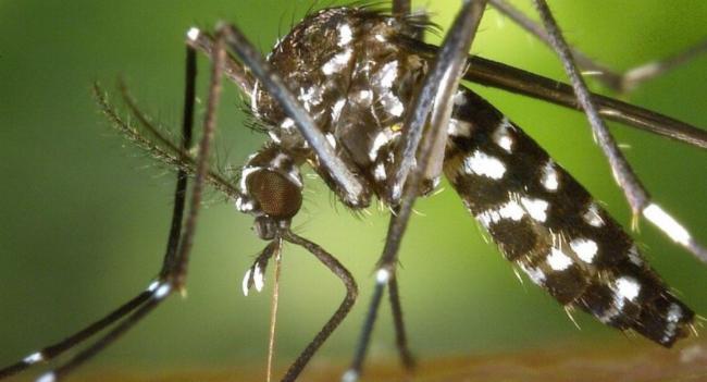 National Dengue Prevention Programme Ends Today